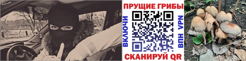 Псилоцибиновые грибы Psilocybe  Пионерский 